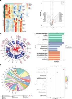 Identification of ibuprofen targeting CXCR family members to alleviate metabolic disturbance in lipodystrophy based on bioinformatics and in vivo experimental verification